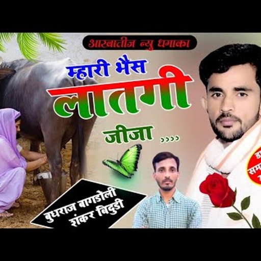 मनीषा वाला सोंग भी फेल!! म्हारी भैंस लातगी जीजा!!Singer Shankar Bidudi vs Budhraj Bagdoli new song